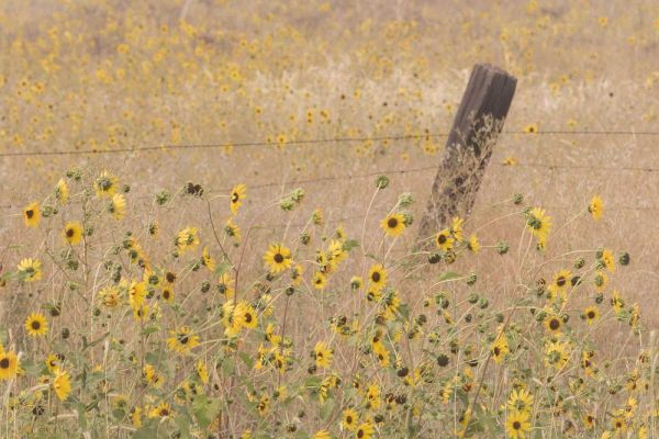 CA, Adin Barbed fence in field of sunflowers